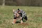 BERGER AUSTRALIEN PUPPIES 707
